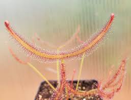 Attēlu rezultāti vaicājumam “Diderma roanense stalked”