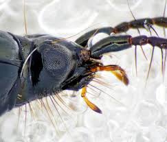 Attēlu rezultāti vaicājumam “Loricera pilicornis”