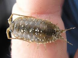 Attēlu rezultāti vaicājumam “Oniscoidea”