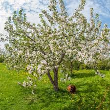 Attēlu rezultāti vaicājumam “Malus sylvestris”