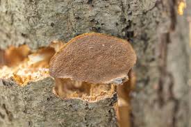 Attēlu rezultāti vaicājumam “Phellinus tremulae”