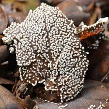 Attēlu rezultāti vaicājumam “Diderma effusum”