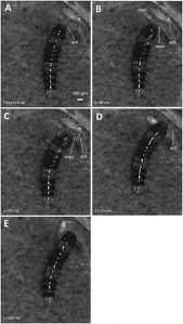 Attēlu rezultāti vaicājumam “Sepedophilus sp.”