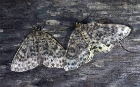 Attēlu rezultāti vaicājumam “Arichanna melanaria”