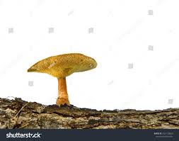 Attēlu rezultāti vaicājumam “Polyporus brumalis”