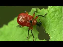 Attēlu rezultāti vaicājumam “Apoderus coryli”