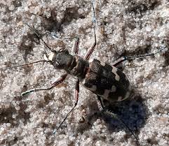 Attēlu rezultāti vaicājumam “Cicindela hybrida”