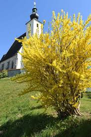 Attēlu rezultāti vaicājumam “Forsythia”