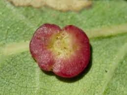 Attēlu rezultāti vaicājumam “Neuroterus albipes”