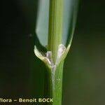 Attēlu rezultāti vaicājumam “Glyceria striata fruit”