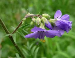 Attēlu rezultāti vaicājumam “Polemonium caeruleum fruit”