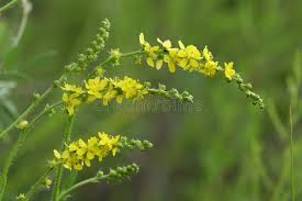 Attēlu rezultāti vaicājumam “Agrimonia pilosa flower”
