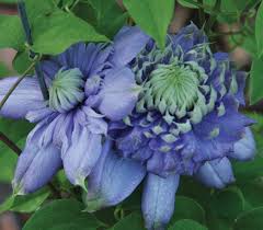 Attēlu rezultāti vaicājumam “Clematis flower”