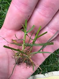 Attēlu rezultāti vaicājumam “Poa remota bud”