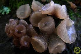 Attēlu rezultāti vaicājumam “Neobulgaria pura”