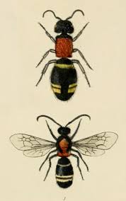 Attēlu rezultāti vaicājumam “Mutilla europaea”