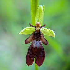 Attēlu rezultāti vaicājumam “Ophrys insectifera flower”
