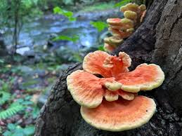 Attēlu rezultāti vaicājumam “Laetiporus sulphureus”