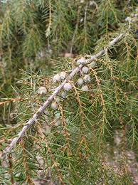Attēlu rezultāti vaicājumam “Juniperus communis leaf”