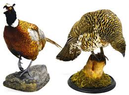 Attēlu rezultāti vaicājumam “Tetrao urogallus female”