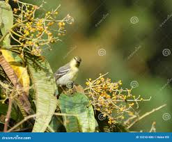 Image result for Dendroica castanea