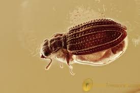 Attēlu rezultāti vaicājumam “Latridiidae”