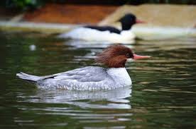 Attēlu rezultāti vaicājumam “Mergus merganser female”