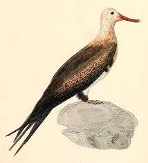 Image result for Fregata aquila