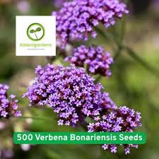 Attēlu rezultāti vaicājumam “Silene x arkwrightii Vesuvius”