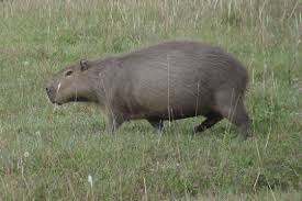 Attēlu rezultāti vaicājumam “Hydrochoerus hydrochaeris”