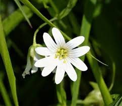 Attēlu rezultāti vaicājumam “Stellaria graminea flower”
