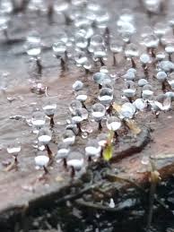 Attēlu rezultāti vaicājumam “Comatricha nigra young”