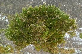 Attēlu rezultāti vaicājumam “Platygyrium repens”