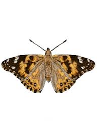 Attēlu rezultāti vaicājumam “Vanessa cardui”