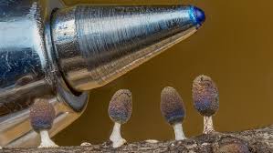 Attēlu rezultāti vaicājumam “Diachea leucopodia young”