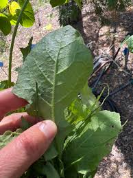 Attēlu rezultāti vaicājumam “Sonchus arvensis subsp. uliginosus leaf”