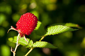 Attēlu rezultāti vaicājumam “Rubus illecebrosus fruit”