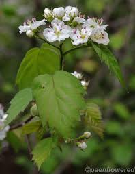 Attēlu rezultāti vaicājumam “Crataegus x macrocarpa fruit”
