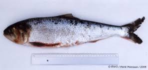 Image result for Alosa chrysochloris
