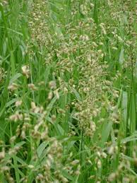 Attēlu rezultāti vaicājumam “Hierochloe odorata”