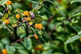 Attēlu rezultāti vaicājumam “Lonicera tatarica fruit”