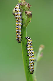 Attēlu rezultāti vaicājumam “Cucullia verbasci larva”