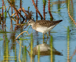 Attēlu rezultāti vaicājumam “Tringa glareola”