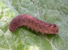 Attēlu rezultāti vaicājumam “Xestia triangulum”