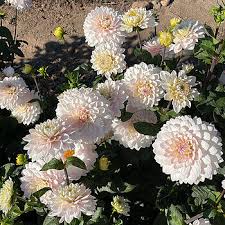Image result for Dahlia x pinnata `Decorative Giants`