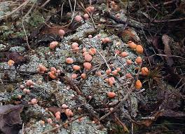 Attēlu rezultāti vaicājumam “Dibaeis baeomyces”