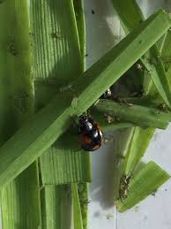Attēlu rezultāti vaicājumam “Adalia bipunctata larva”