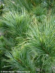 Image result for Pinus cembra