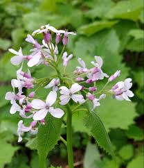 Attēlu rezultāti vaicājumam “Lunaria rediviva leaf”
