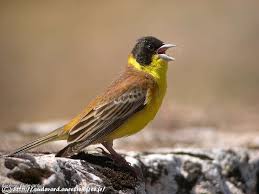 Image result for Emberiza melanocephala